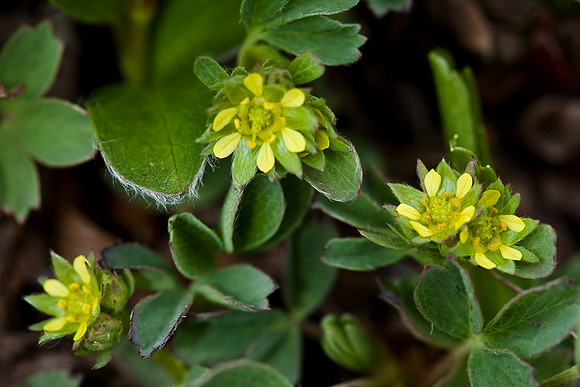 Creeping Sibbaldia - Sibbaldia procumbens