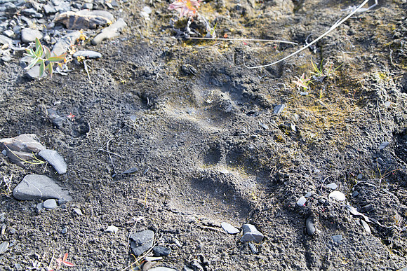 20170902-Denali-058