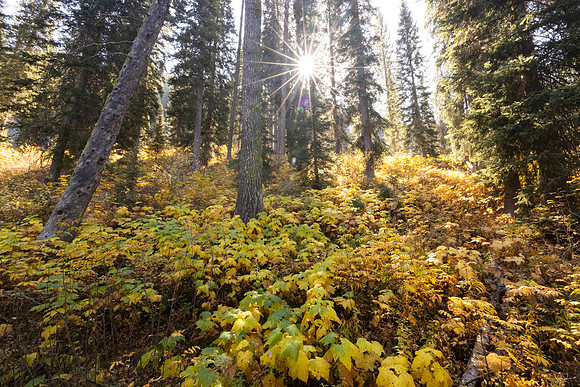 Bechler River Trail: fall colors in Bechler Canyon