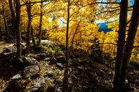 Gold Aspens
