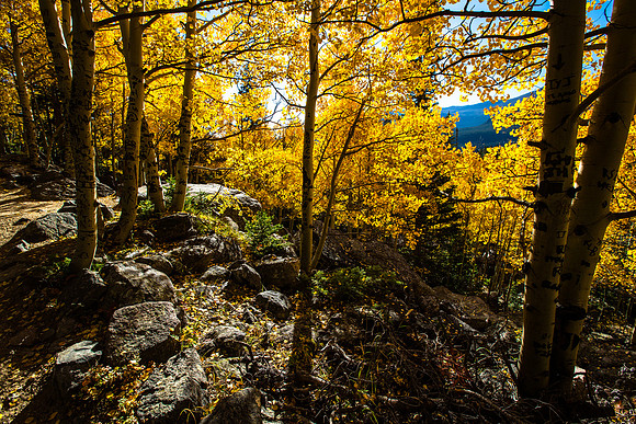Gold Aspens