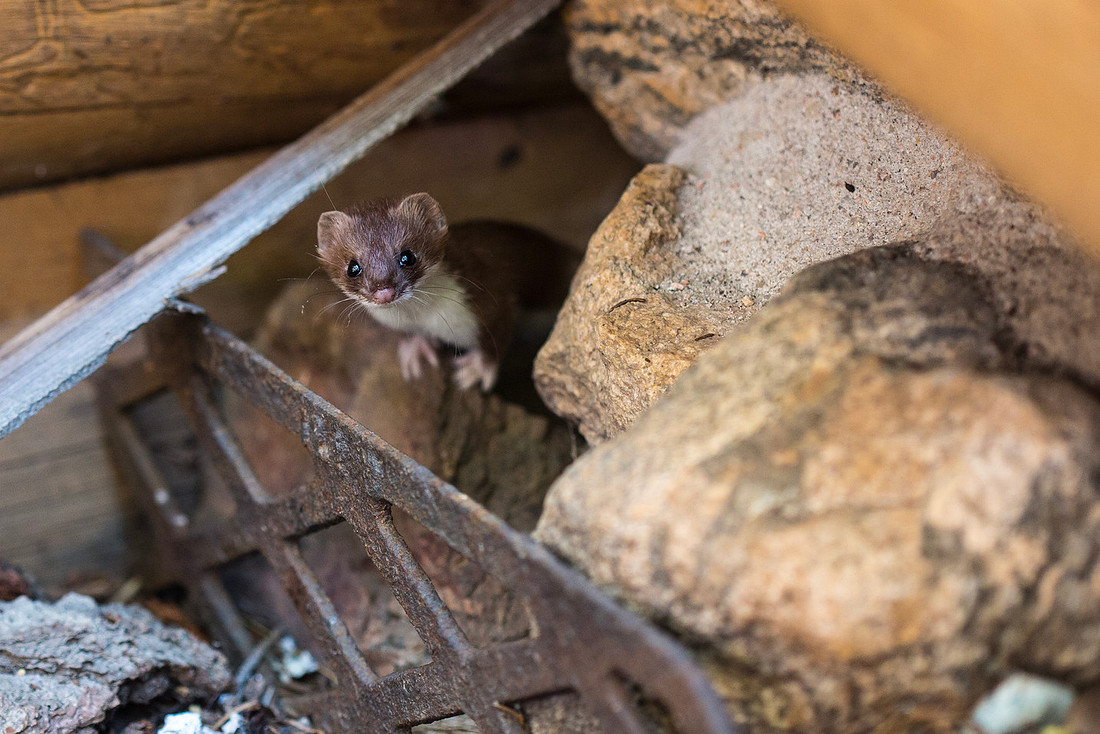 Short-tailed Weasel