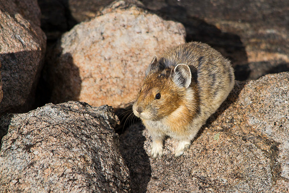 American Pika
