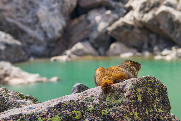 Yellow-bellied Marmot at Andrew's Glacier