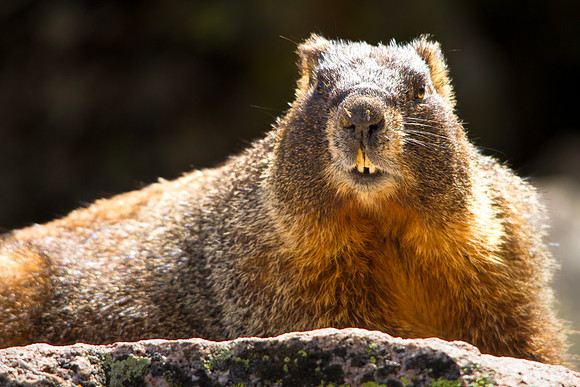 Yellow-bellied Marmot