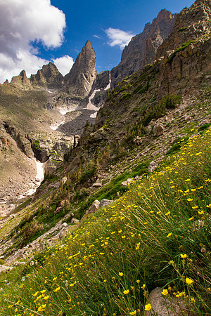 Avens in the Alpine