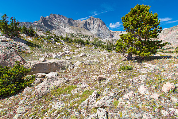 Alpine in Wild Basin