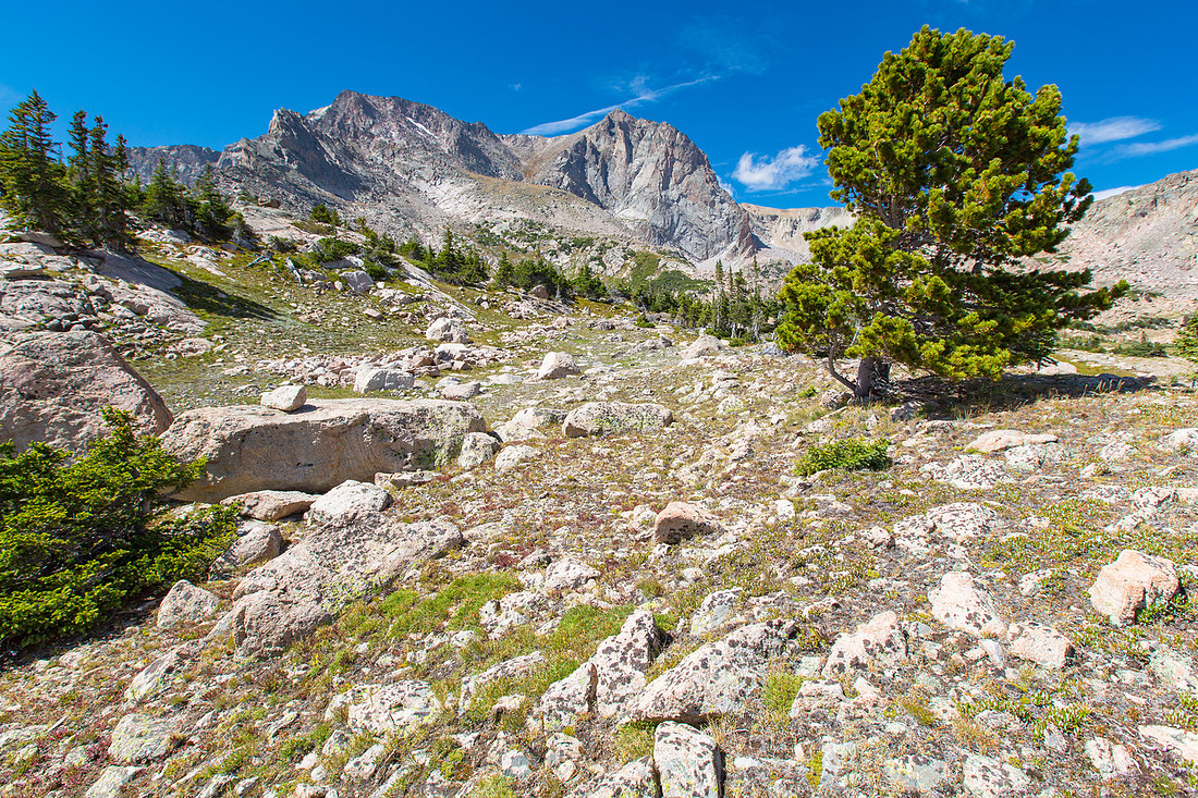 Alpine in Wild Basin