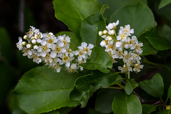 Chokecherry - Prunus virginiana