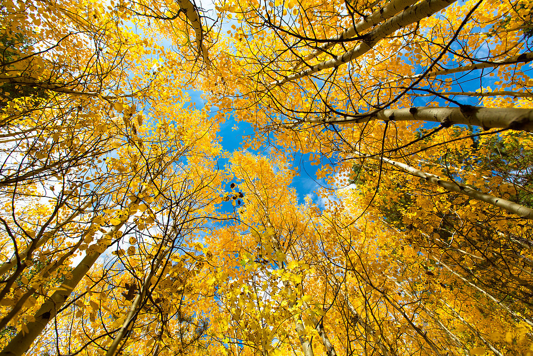 Relaxing in the Aspens