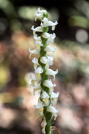 Autumn Lady's Tresses - Spiranthes spiralis