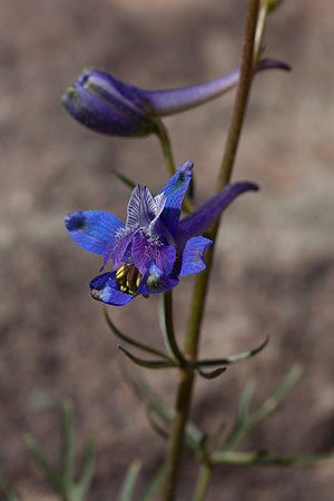 Larkspur - Delphinium scaposum