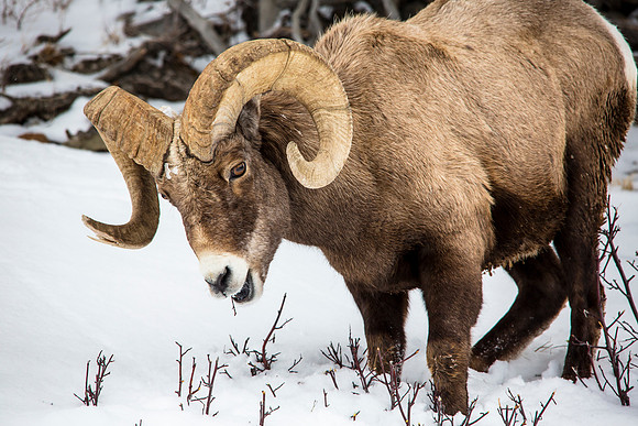 Ram Grazing