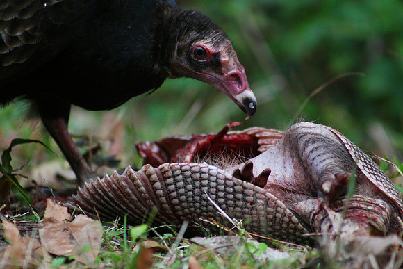 Turkey Vulture