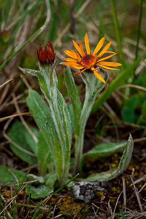 Twice Hairy Butterweed - Senecio fuscatus