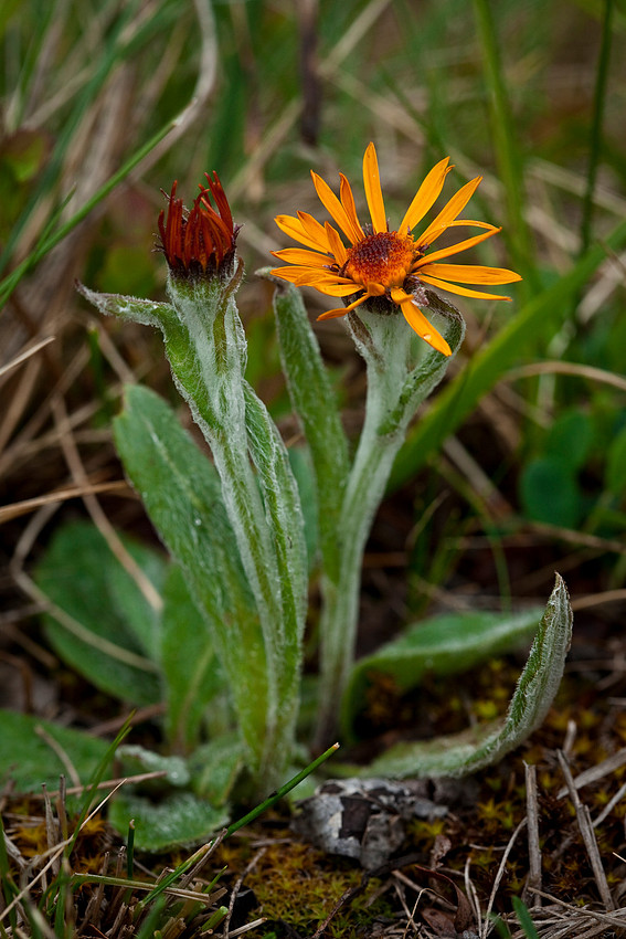 Twice Hairy Butterweed - Senecio fuscatus