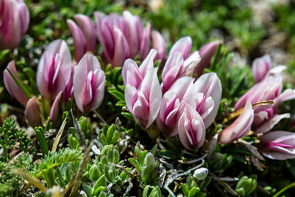 Dwarf Clover - Trifolium nanum