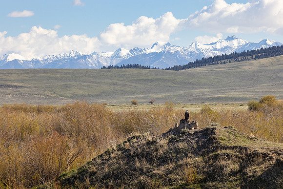 Bald eagle perched along Red Rock Creek