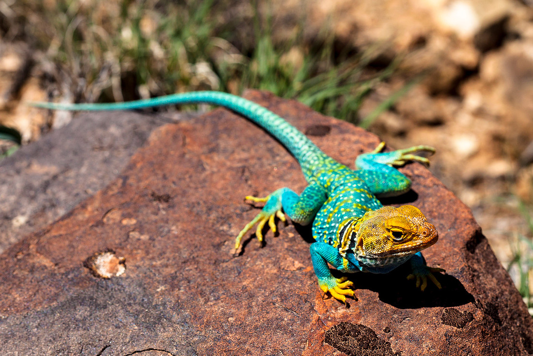 Collared Lizard Front