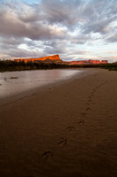 Great Blue Heron Tracks Sunset