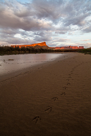 Great Blue Heron Tracks Sunset