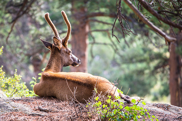 Young Elk in the Sun