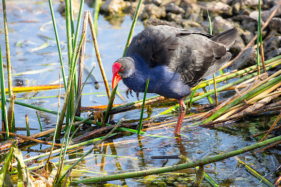 Australasian swamphen - Porphyrio melanotus
