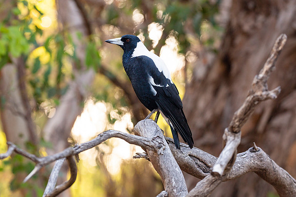 Australian Magpie - Cracticus tibicen.jpg