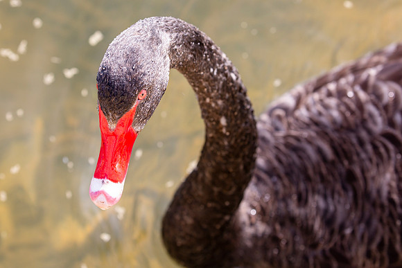 Black Swan on Albert Park Lake - Cygnus atratus