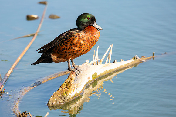Blue-billed duck on Albert Park Lake - Oxyura australis