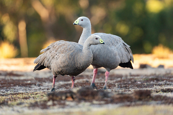 Cape Barren Geese - Cereopsis novaehollandiae
