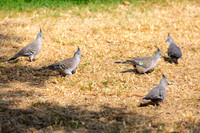 Crested Pigeons - Ocyphaps lophotes