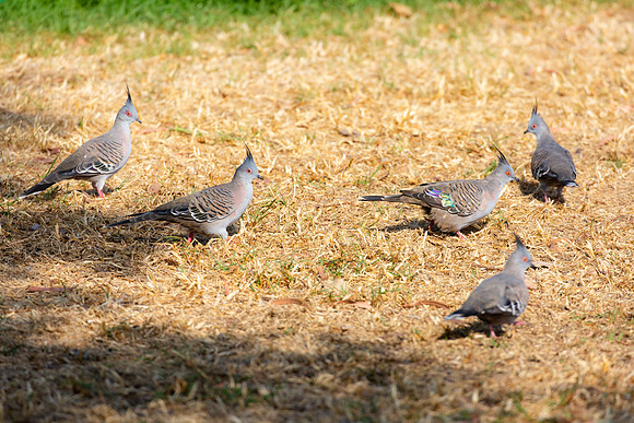 Crested Pigeons - Ocyphaps lophotes