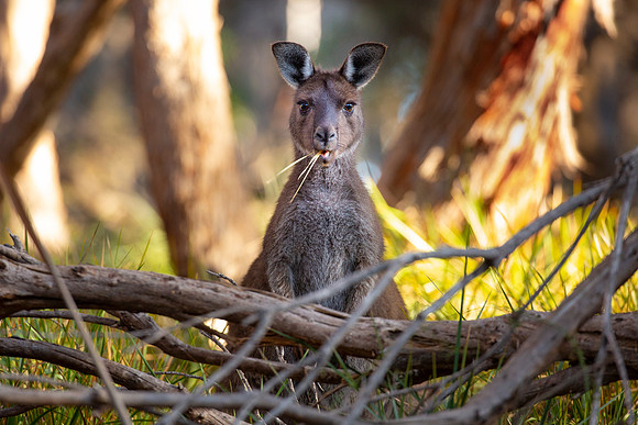 Grey Kangaroo on Kangaroo Island