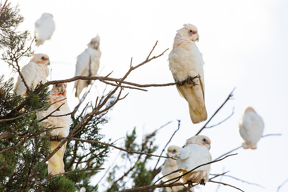 Long-billed Corellas - Cacatua tenuirostris