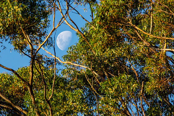Moon through the gum trees