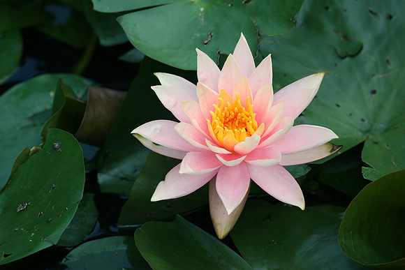 Nymphaea Lily