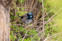Splendid Fairywren - Malurus splendens (2)