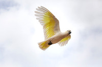 Sulphur-crested cockatoo (Cacatua galerita) in flight