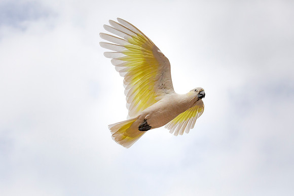 Sulphur-crested cockatoo (Cacatua galerita) in flight