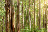 Dandenong Ranges National Park