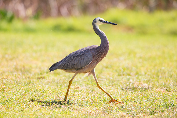 White-faced heron - Egretta novaehollandiae