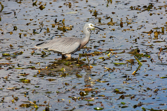 White-faced heron hunting - Egretta novaehollandiae