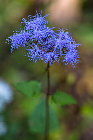 Blue Mistflower - Conoclinium coelestinum