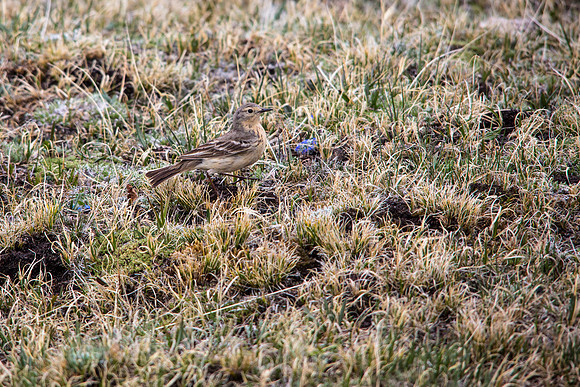 American Pipit - Anthus rubescens