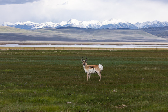 Pronghorn and Henry's Lake Mountains