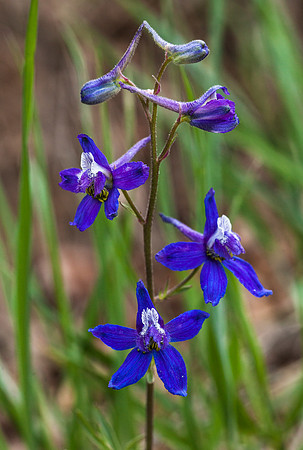 Dwarf Larkspur - Delphinium nuttallianum