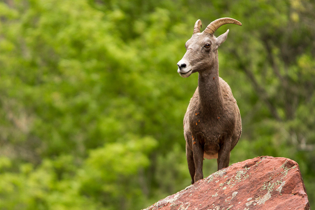 Desert Bighorn
