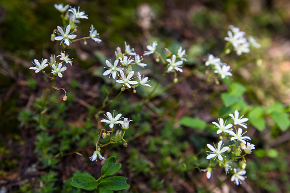 Red Spotted Saxifrage - Saxifraga bronchialis