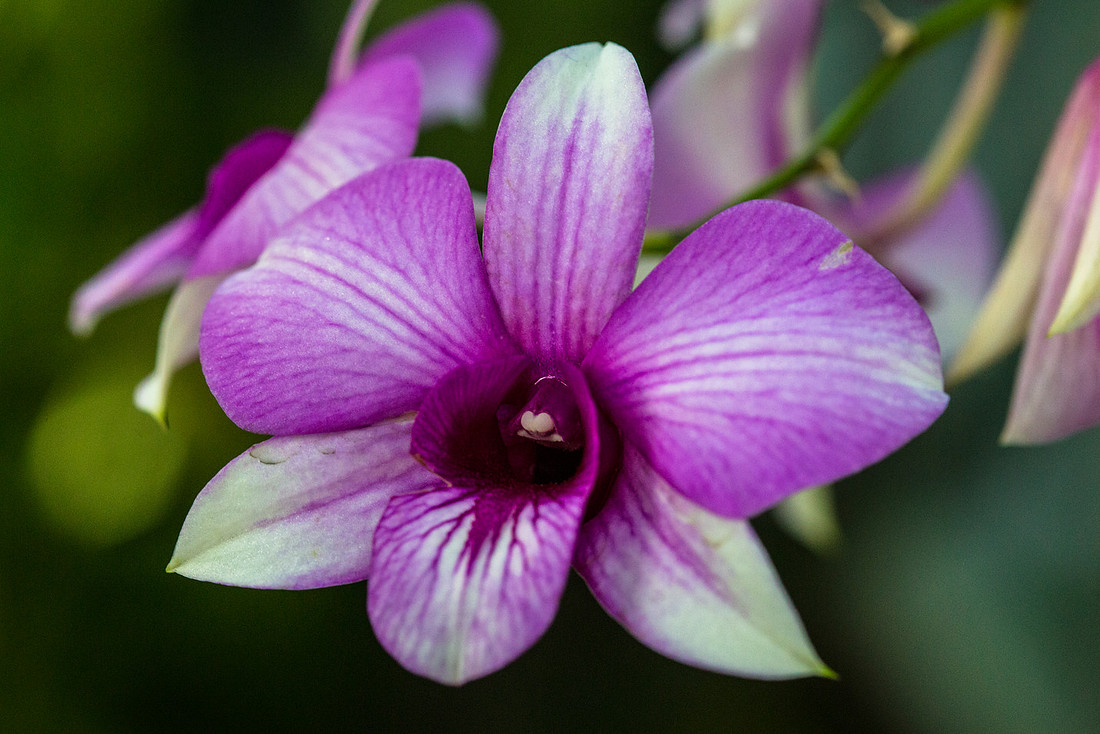 Dendrobium phalaenopsis ssp. bigibbum